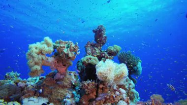 Balık resifi denizaltısı. Mercan bahçesi balığı. Deniz dalgaları. Su altı dünyası hayatı. Tropik sualtı deniz manzarası.