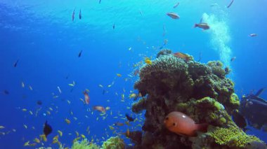 Suyun altındaki balık dalgıcı. Mercan bahçesi balığı. Deniz dalgaları. Su altı dünyası hayatı. Tropik sualtı deniz manzarası.