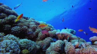 Deniz Mercan Renkli Bahçesi. Mercan bahçesi balığı. Deniz dalgaları. Su altı dünyası hayatı. Tropik sualtı deniz manzarası.