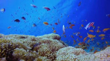 Deniz Mercan Renkli Bahçesi. Mercan bahçesi balığı. Deniz dalgaları. Su altı dünyası hayatı. Tropik sualtı deniz manzarası.