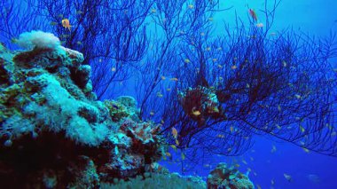 Deniz Mercan Renkli Bahçesi. Mercan bahçesi balığı. Deniz dalgaları. Su altı dünyası hayatı. Tropik sualtı deniz manzarası.