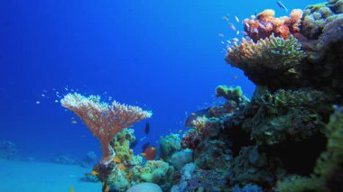 Deniz Mercan Renkli Bahçesi. Mercan bahçesi balığı. Deniz dalgaları. Su altı dünyası hayatı. Tropik sualtı deniz manzarası.