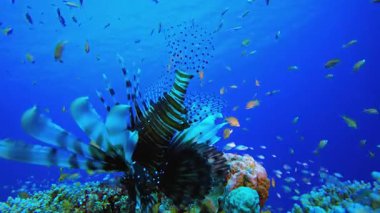 Deniz Mercan Bahçesi Aslan Balığı. Mercan bahçesi balığı. Deniz dalgaları. Su altı dünyası hayatı. Tropik sualtı deniz manzarası.