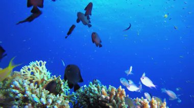Deniz hayatı mercan bahçesi. Mercan bahçesi balığı. Deniz dalgaları. Su altı dünyası hayatı. Tropik sualtı deniz manzarası.