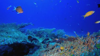 Deniz hayatı balık sahnesi. Mercan bahçesi balığı. Deniz dalgaları. Su altı dünyası hayatı. Tropik sualtı deniz manzarası.