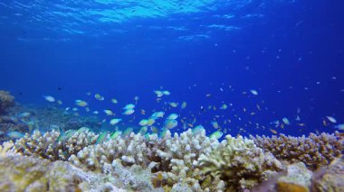 Deniz hayatı balık sahnesi. Mercan bahçesi balığı. Deniz dalgaları. Su altı dünyası hayatı. Tropik sualtı deniz manzarası.