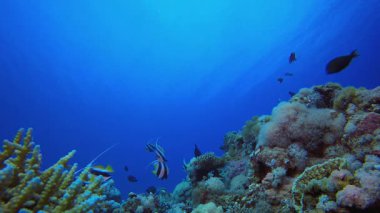 Tropikal Deniz Balığı. Mercan bahçesi balığı. Deniz dalgaları. Su altı dünyası hayatı. Tropik sualtı deniz manzarası.
