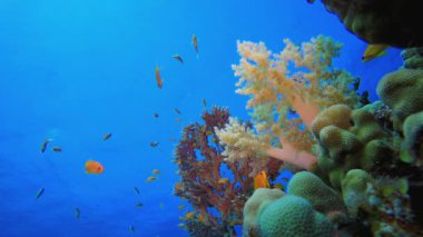 Deniz hayatı tropikal balık bahçesi. Mercan bahçesi balığı. Deniz dalgaları. Su altı dünyası hayatı. Tropik sualtı deniz manzarası.