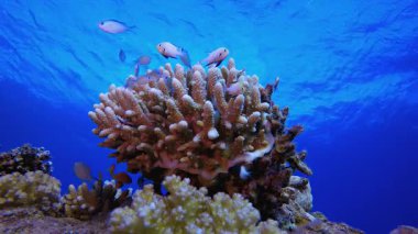 Deniz hayatı tropikal balık bahçesi. Mercan bahçesi balığı. Deniz dalgaları. Su altı dünyası hayatı. Tropik sualtı deniz manzarası.