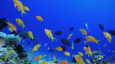 Deniz Tropikal Sualtı Balığı. Mercan bahçesi balığı. Deniz dalgaları. Su altı dünyası hayatı. Tropik sualtı deniz manzarası.