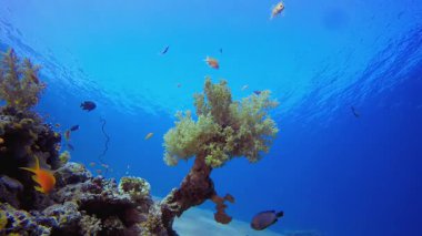 Denizaltı Sualtı Tropik Balık Bahçesi. Mercan bahçesi balığı. Deniz dalgaları. Su altı dünyası hayatı. Tropik sualtı deniz manzarası.