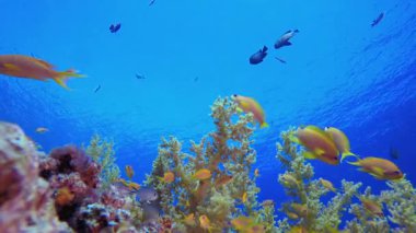 Turuncu Balık Mavi Deniz Suyu. Mercan bahçesi balığı. Deniz dalgaları. Su altı dünyası hayatı. Tropik sualtı deniz manzarası.