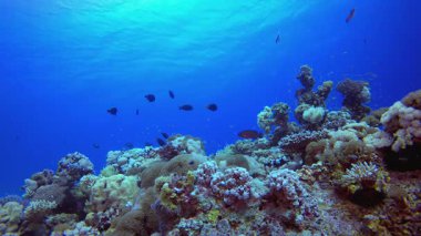 Resif Mercan Bahçesi. Tropik sualtı balığı. Su altı balık resifi denizcisi. Yumuşak ve sert mercanlar. Su altı balık bahçesi resifi. Mercan bahçesi deniz manzarası.