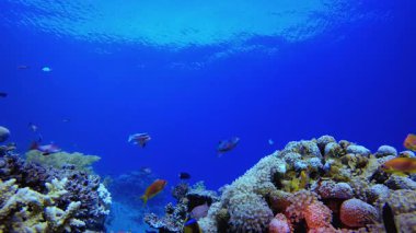 Su altındaki resif mercan bahçesi. Tropik sualtı balığı. Su altı balık resifi denizcisi. Yumuşak ve sert mercanlar. Su altı balık bahçesi resifi. Mercan bahçesi deniz manzarası.