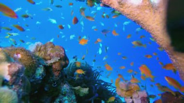 Resif Mercan Bahçesi Sualtı Hayatı. Tropik sualtı balığı. Su altı balık resifi denizcisi. Yumuşak ve sert mercanlar. Su altı balık bahçesi resifi. Mercan bahçesi deniz manzarası.