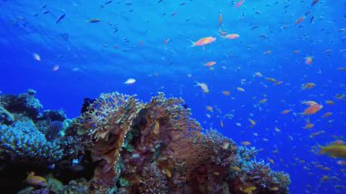 Resif Mercan Bahçesi Sualtı Hayatı. Tropik sualtı balığı. Su altı balık resifi denizcisi. Yumuşak ve sert mercanlar. Su altı balık bahçesi resifi. Mercan bahçesi deniz manzarası.