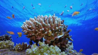 Resif Mercan Tropikal Bahçesi. Tropik sualtı balığı. Su altı balık resifi denizcisi. Yumuşak ve sert mercanlar. Su altı balık bahçesi resifi. Mercan bahçesi deniz manzarası.