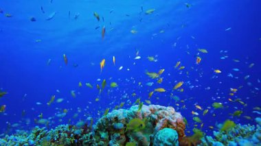 Resif Mercan Tropikal Bahçe Mavi Portakal. Tropik sualtı balığı. Su altı balık resifi denizcisi. Yumuşak ve sert mercanlar. Su altı balık bahçesi resifi. Mercan bahçesi deniz manzarası.