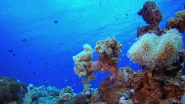 Resif Mercan Balığı. Tropik sualtı balığı. Su altı balık resifi denizcisi. Yumuşak ve sert mercanlar. Su altı balık bahçesi resifi. Mercan bahçesi deniz manzarası.