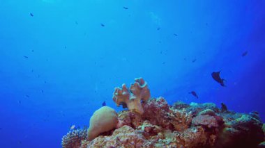Resif Deniz Sahnesi. Tropik sualtı balığı. Su altı balık resifi denizcisi. Yumuşak ve sert mercanlar. Su altı balık bahçesi resifi. Mercan bahçesi deniz manzarası.