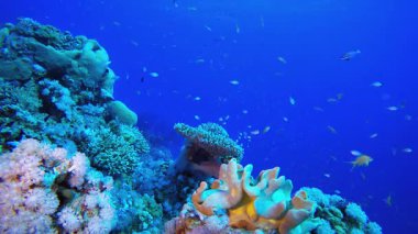 Deniz Resifi Sualtı Sahnesi. Tropik sualtı balığı. Su altı balık resifi denizcisi. Yumuşak ve sert mercanlar. Su altı balık bahçesi resifi. Mercan bahçesi deniz manzarası.