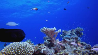 Deniz Resifi Sualtı Sahnesi. Tropik sualtı balığı. Su altı balık resifi denizcisi. Yumuşak ve sert mercanlar. Su altı balık bahçesi resifi. Mercan bahçesi deniz manzarası.