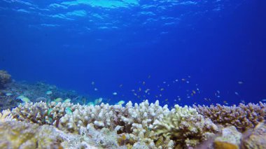 Deniz Resifi Sualtı Sahnesi. Tropik sualtı balığı. Su altı balık resifi denizcisi. Yumuşak ve sert mercanlar. Su altı balık bahçesi resifi. Mercan bahçesi deniz manzarası.