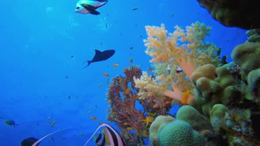Su altındaki resif mercan bahçesi. Tropik sualtı balığı. Su altı balık resifi denizcisi. Yumuşak ve sert mercanlar. Su altı balık bahçesi resifi. Mercan bahçesi deniz manzarası.