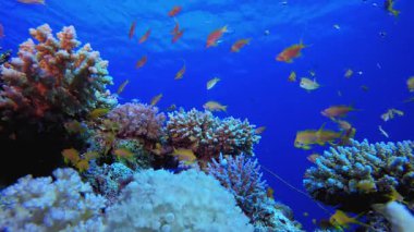 Su altındaki resif mercan bahçesi. Tropik sualtı balığı. Su altı balık resifi denizcisi. Yumuşak ve sert mercanlar. Su altı balık bahçesi resifi. Mercan bahçesi deniz manzarası.