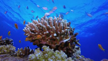 Su altındaki resif sahnesi. Tropik sualtı balığı. Su altı balık resifi denizcisi. Yumuşak ve sert mercanlar. Su altı balık bahçesi resifi. Mercan bahçesi deniz manzarası.