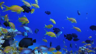 Su altındaki resif Tropikal Mercan Bahçesi. Tropik sualtı balığı. Su altı balık resifi denizcisi. Yumuşak ve sert mercanlar. Su altı balık bahçesi resifi. Mercan bahçesi deniz manzarası.