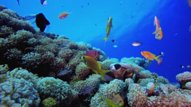 Su altındaki resif Tropikal Mercan Bahçesi. Tropik sualtı balığı. Su altı balık resifi denizcisi. Yumuşak ve sert mercanlar. Su altı balık bahçesi resifi. Mercan bahçesi deniz manzarası.