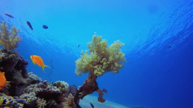 Su altındaki resif Tropikal Mercan Bahçesi. Tropik sualtı balığı. Su altı balık resifi denizcisi. Yumuşak ve sert mercanlar. Su altı balık bahçesi resifi. Mercan bahçesi deniz manzarası.