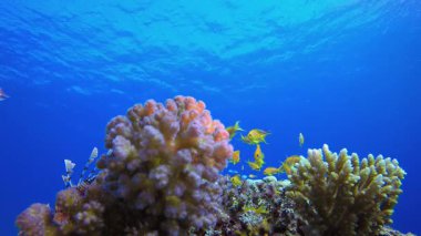 Deniz Resifi Manzarası. Tropik sualtı balığı. Su altı balık resifi denizcisi. Yumuşak ve sert mercanlar. Su altı balık bahçesi resifi. Mercan bahçesi deniz manzarası.