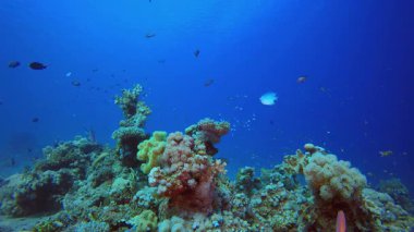 Su altı Balıkları. Tropik sualtı balığı. Su altı balık resifi denizcisi. Yumuşak ve sert mercanlar. Su altı balık bahçesi resifi. Mercan bahçesi deniz manzarası.