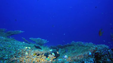 Deniz suyu mercan bahçesi. Tropik sualtı balığı. Su altı balık resifi denizcisi. Yumuşak ve sert mercanlar. Su altı balık bahçesi resifi. Mercan bahçesi deniz manzarası.