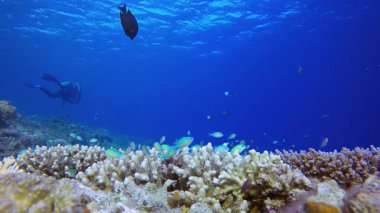 Su Dalgıcı Okyanus Hayatı. Tropik sualtı balığı. Su altı balık resifi denizcisi. Yumuşak ve sert mercanlar. Su altı balık bahçesi resifi. Mercan bahçesi deniz manzarası.