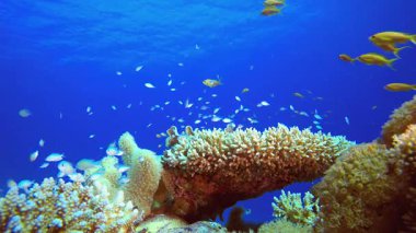 Deniz suyu okyanus mercanları. Tropik sualtı balığı. Su altı balık resifi denizcisi. Yumuşak ve sert mercanlar. Su altı balık bahçesi resifi. Mercan bahçesi deniz manzarası.