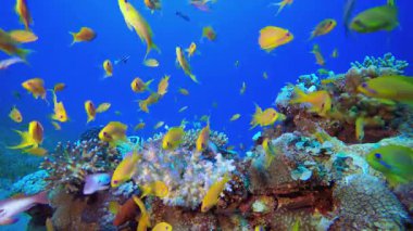 Deniz suyu okyanus mercanları. Tropik sualtı balığı. Su altı balık resifi denizcisi. Yumuşak ve sert mercanlar. Su altı balık bahçesi resifi. Mercan bahçesi deniz manzarası.