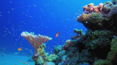 Deniz suyu okyanus mercanları. Tropik sualtı balığı. Su altı balık resifi denizcisi. Yumuşak ve sert mercanlar. Su altı balık bahçesi resifi. Mercan bahçesi deniz manzarası.