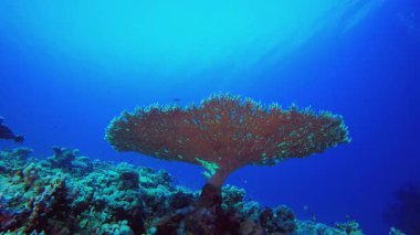 Deniz suyu okyanus mercanları. Tropik sualtı balığı. Su altı balık resifi denizcisi. Yumuşak ve sert mercanlar. Su altı balık bahçesi resifi. Mercan bahçesi deniz manzarası.