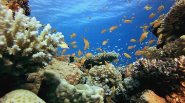 Deniz suyu okyanus yaşamı. Tropik sualtı balığı. Su altı balık resifi denizcisi. Yumuşak ve sert mercanlar. Su altı balık bahçesi resifi. Mercan bahçesi deniz manzarası.