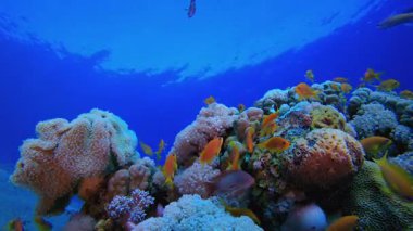 Deniz suyu okyanus yaşamı. Tropik sualtı balığı. Su altı balık resifi denizcisi. Yumuşak ve sert mercanlar. Su altı balık bahçesi resifi. Mercan bahçesi deniz manzarası.