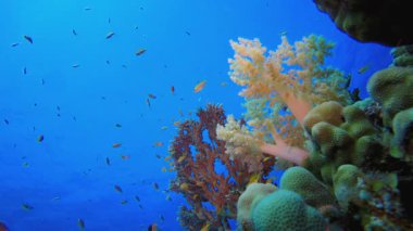 Yumuşak Mercan Bahçesi. Tropik sualtı balığı. Su altı balık resifi denizcisi. Yumuşak ve sert mercanlar. Su altı balık bahçesi resifi. Mercan bahçesi deniz manzarası.
