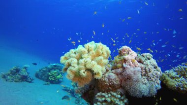Yumuşak Mercan Bahçesi. Tropik sualtı balığı. Su altı balık resifi denizcisi. Yumuşak ve sert mercanlar. Su altı balık bahçesi resifi. Mercan bahçesi deniz manzarası.