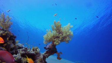 Yumuşak Mercanlar ve Portakal Balığı. Tropik sualtı balığı. Su altı balık resifi denizcisi. Yumuşak ve sert mercanlar. Su altı balık bahçesi resifi. Mercan bahçesi deniz manzarası.