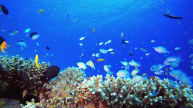 Yumuşak-Sert Mercanlar Renkli Balık. Tropik sualtı balığı. Su altı balık resifi denizcisi. Yumuşak ve sert mercanlar. Su altı balık bahçesi resifi. Mercan bahçesi deniz manzarası.