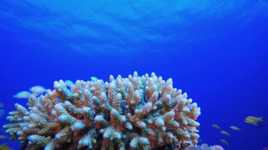 Tropik Mavi Su Renkli Balıklar. Tropik sualtı balığı. Su altı balık resifi denizcisi. Yumuşak ve sert mercanlar. Su altı balık bahçesi resifi. Mercan bahçesi deniz manzarası.