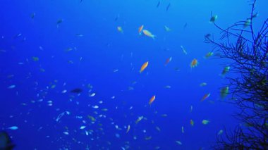 Tropik Mavi Su Yumuşak Mercanları. Tropik sualtı balığı. Su altı balık resifi denizcisi. Yumuşak ve sert mercanlar. Su altı balık bahçesi resifi. Mercan bahçesi deniz manzarası.