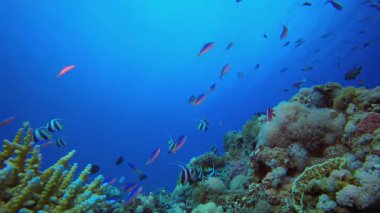 Tropik Renkli Balıklar. Tropik sualtı balığı. Su altı balık resifi denizcisi. Yumuşak ve sert mercanlar. Su altı balık bahçesi resifi. Mercan bahçesi deniz manzarası.
